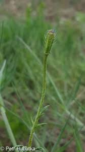 Attēlu rezultāti vaicājumam “Papaver argemone fruit”
