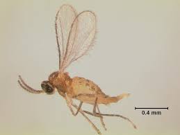 Attēlu rezultāti vaicājumam “Gulielmina vermicularis macro”