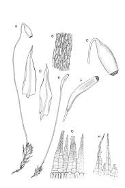 Attēlu rezultāti vaicājumam “Pohlia nutans”