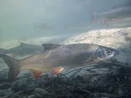 Image result for Chondrostoma nasus