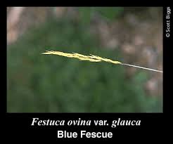 Attēlu rezultāti vaicājumam “Festuca ovina fruit”