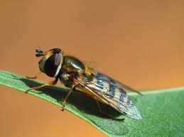 Attēlu rezultāti vaicājumam “Eupeodes nielseni”