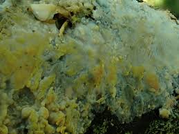 Attēlu rezultāti vaicājumam “Radulomyces confluens”