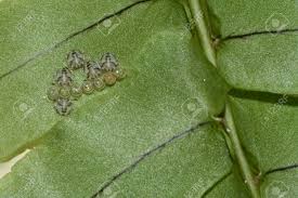 Attēlu rezultāti vaicājumam “Pentatomidae eggs”