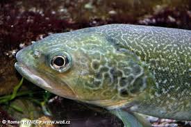 Image result for Salmo marmoratus