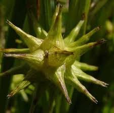 Attēlu rezultāti vaicājumam “Carex globularis”