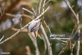 Attēlu rezultāti vaicājumam “Sitta europaea nest”