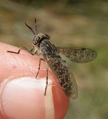 Attēlu rezultāti vaicājumam “Haematopota sp.”