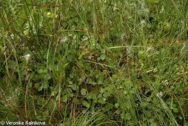 Attēlu rezultāti vaicājumam “Hydrocotyle vulgaris”