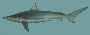 Image result for Carcharhinus isodon