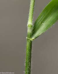 Attēlu rezultāti vaicājumam “Hordelymus europaeus leaf”