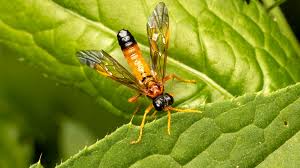 Attēlu rezultāti vaicājumam “Tenthredo campestris”