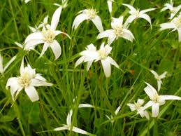 Attēlu rezultāti vaicājumam “Diachea dictyospora (syn. Craterium dictyosporum) stalked”