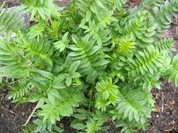 Attēlu rezultāti vaicājumam “Polemonium caeruleum leaf”