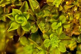 Attēlu rezultāti vaicājumam “Callicladium haldanianum sporophyte”