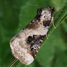 Attēlu rezultāti vaicājumam “Pseudeustrotia candidula”