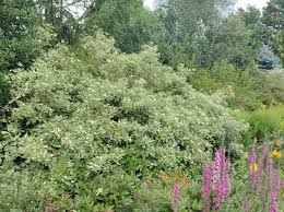 Attēlu rezultāti vaicājumam “Cornus alba”