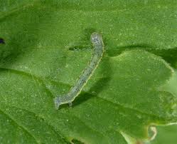 Attēlu rezultāti vaicājumam “Macaria wauaria”