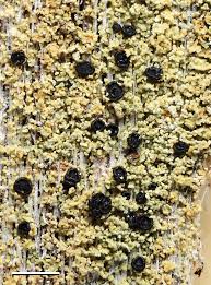 Attēlu rezultāti vaicājumam “Hertelidea botryosa”