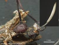 Attēlu rezultāti vaicājumam “Typhula erythropus”