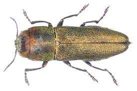 Attēlu rezultāti vaicājumam “Anthaxia quadripunctata”