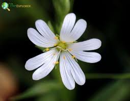 Attēlu rezultāti vaicājumam “Stellaria palustris flower”