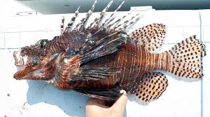 Image result for Pterois miles