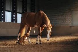 Image result for Staffordshire Stallions