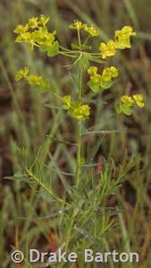 Attēlu rezultāti vaicājumam “Euphorbia virgata leaf”