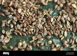 Attēlu rezultāti vaicājumam “Daucus carota subsp. carota fruit”