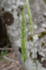 Attēlu rezultāti vaicājumam “Hordelymus europaeus leaf”