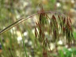 Attēlu rezultāti vaicājumam “Anisantha tectorum”