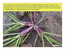 Attēlu rezultāti vaicājumam “Poa trivialis leaf”