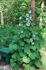 Attēlu rezultāti vaicājumam “Alcea rosea leaf”