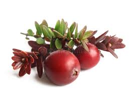 Attēlu rezultāti vaicājumam “Oxycoccus leaf”