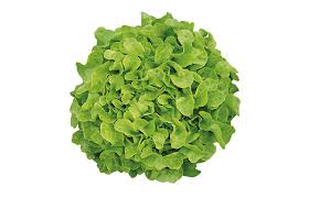 Image result for Pflücksalat