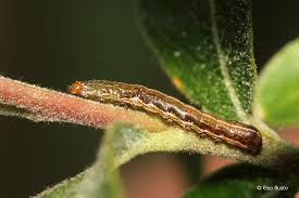 Attēlu rezultāti vaicājumam “Orthosia gracilis”