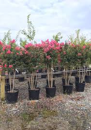 Image result for Lagerstroemia