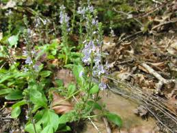 Image result for Veronica officinalis