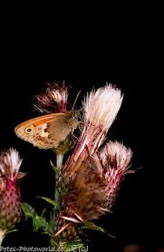 Attēlu rezultāti vaicājumam “Coenonympha pamphilus underside”