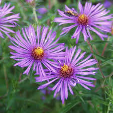Image result for Aster novae-angliae
