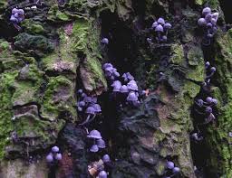 Attēlu rezultāti vaicājumam “Mycena pseudocorticola”