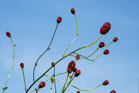 Attēlu rezultāti vaicājumam “Sanguisorba officinalis bud”