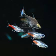 Attēlu rezultāti vaicājumam “Bilimbia tetramera”