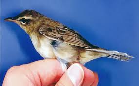 Image result for Locustella certhiola