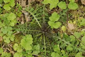 Attēlu rezultāti vaicājumam “Cirsium palustre leaf”