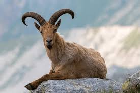 Attēlu rezultāti vaicājumam “Capra”