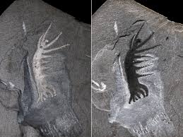 Attēlu rezultāti vaicājumam “Cribraria piriformis stalked”