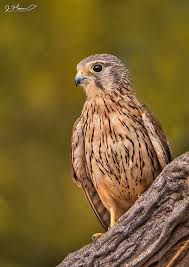 Attēlu rezultāti vaicājumam “Falco tinnunculus adult”