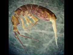 Attēlu rezultāti vaicājumam “Heteromurus nitidus”